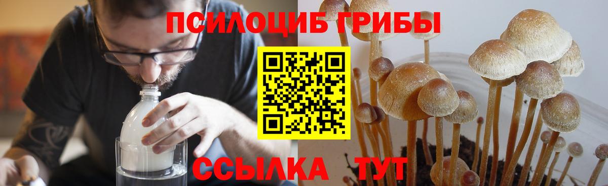 Псилоцибиновые грибы Psilocybe Туапсе